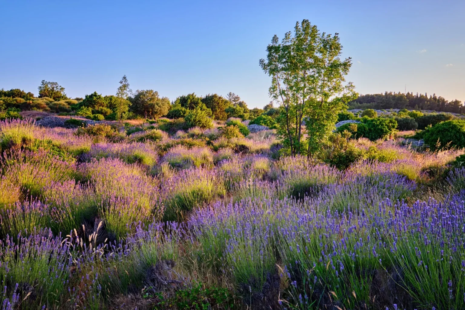 lavender field on hvar island at sunny day croatia